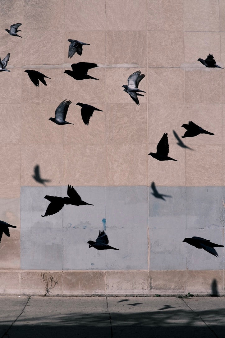 "Birds" By Jake Wiens